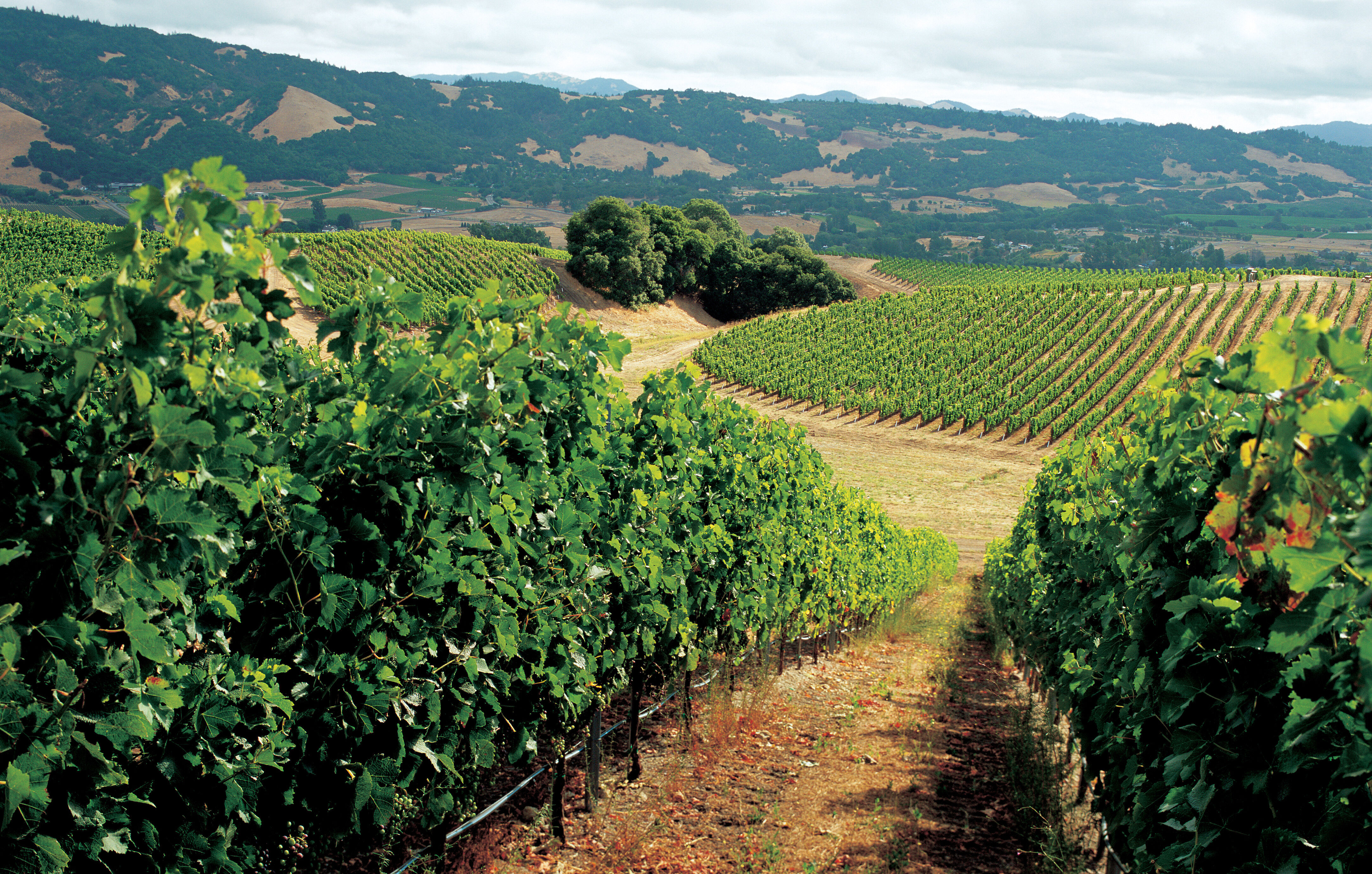 This estate vineyard is located 1400' above Santa Rosa at the very top of Taylor Mountain.