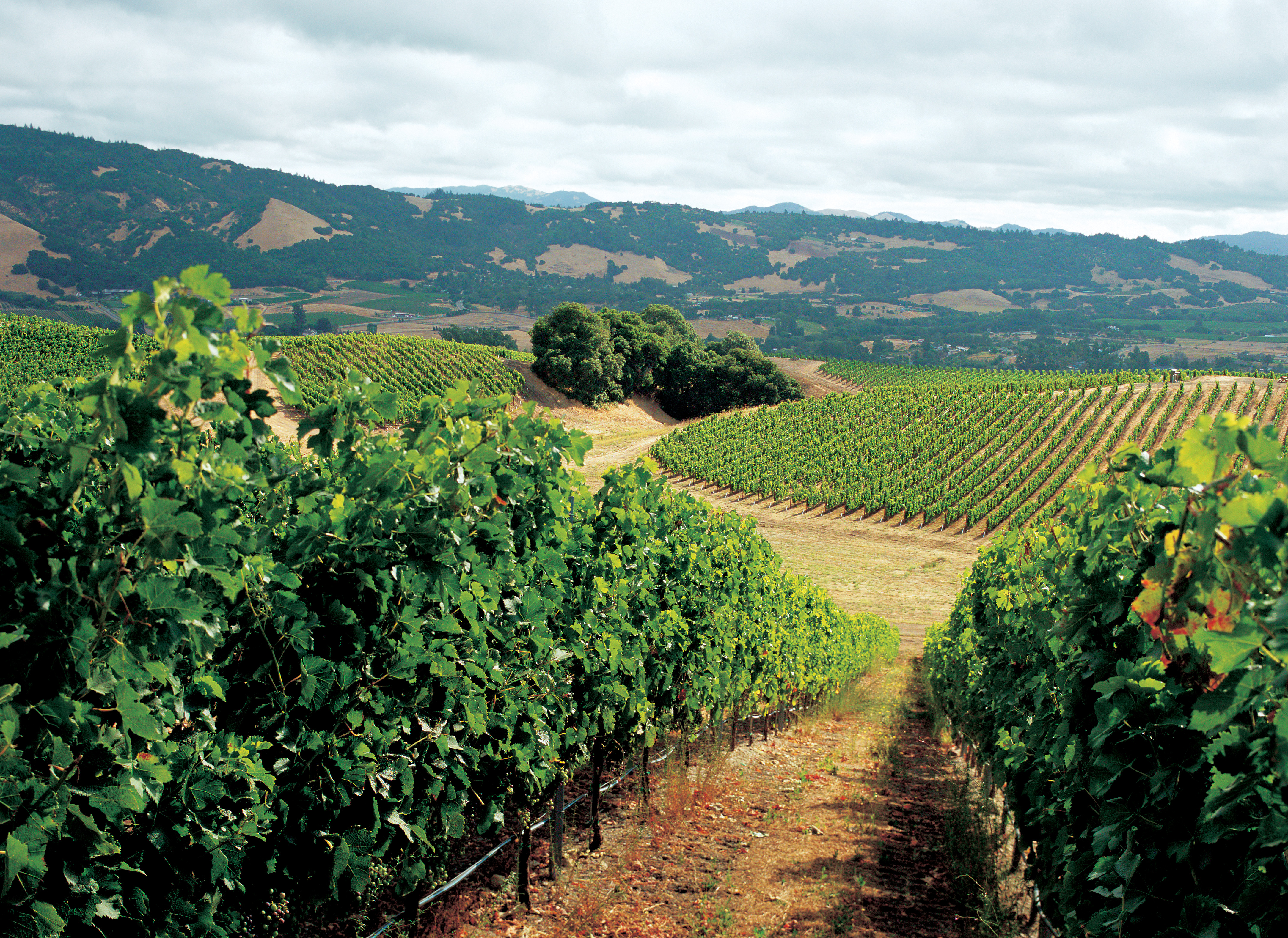 A view of Taylor Peak Vineyard looking down a vineyard row. 