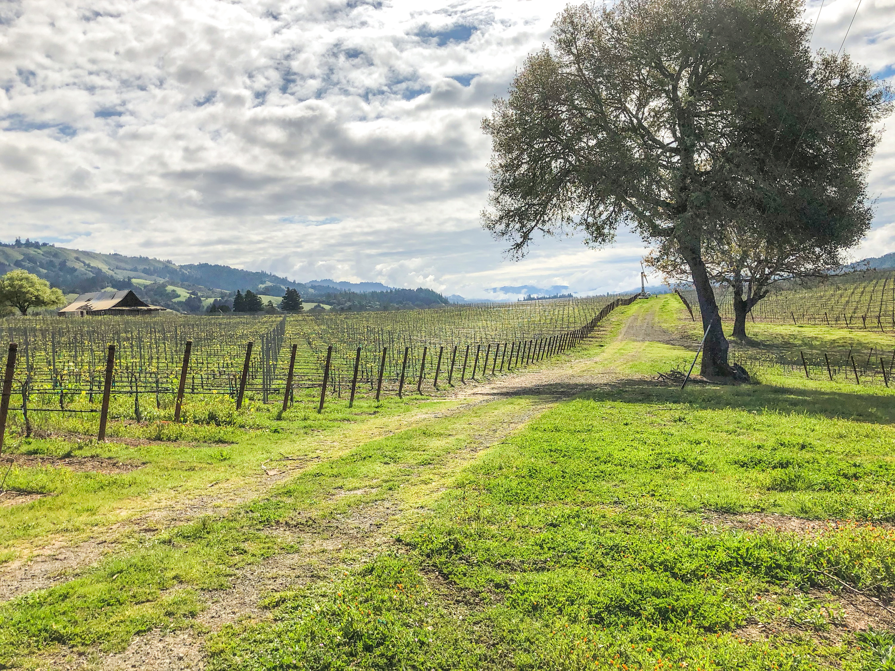 Edmeades Vineyard in Anderson Valley, Mendocino County in spring during bud break.