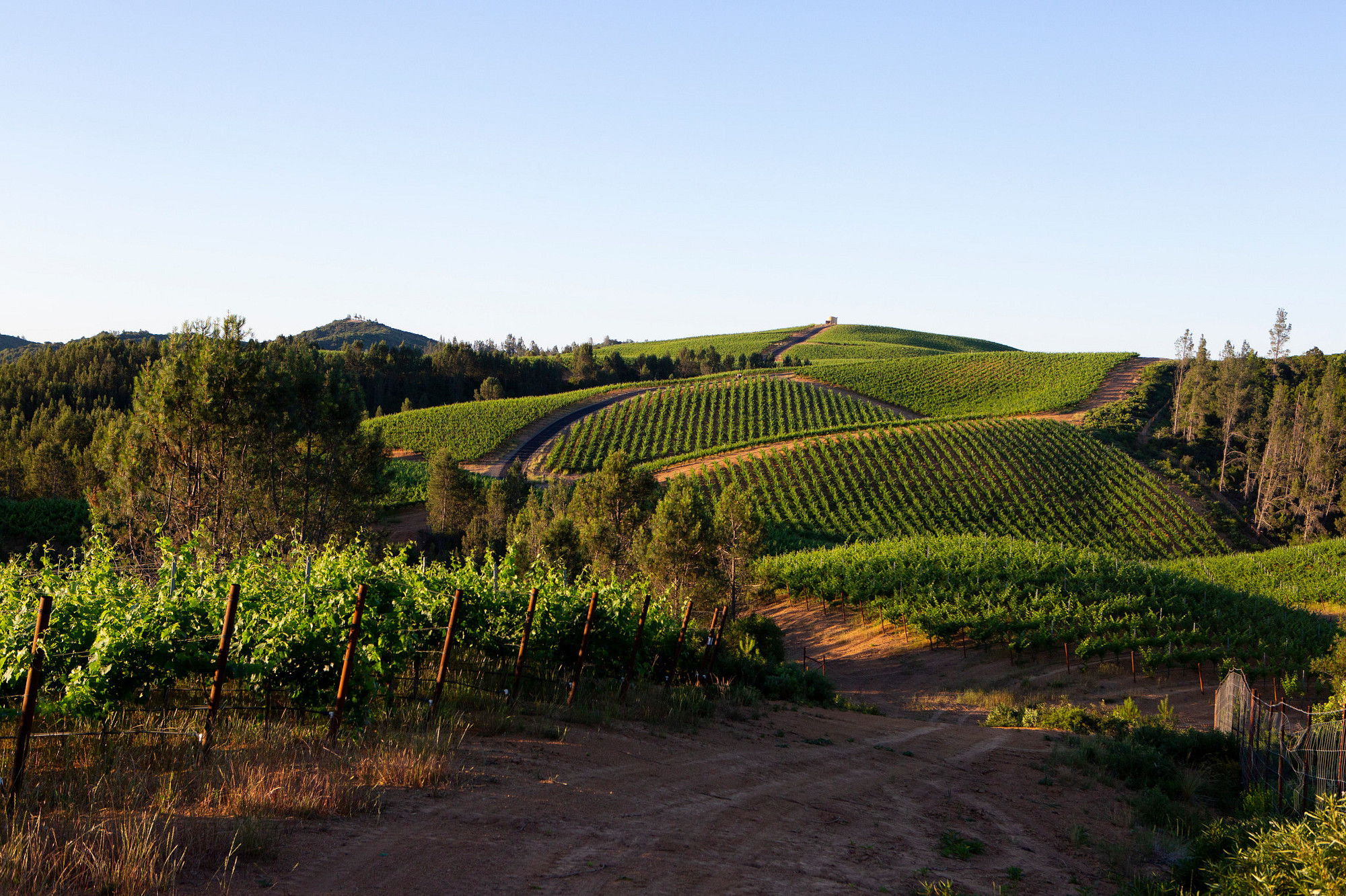 Pine Mountain Sauvignon Blanc